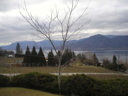 Naramata BC Vineyard and Home For Sale - Naramata, Canada - Wine Real Estate